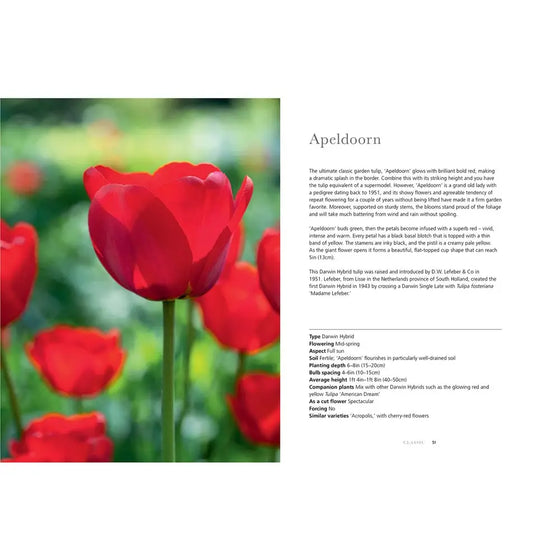 Tulips: Beautiful Varieties For Home and Garden